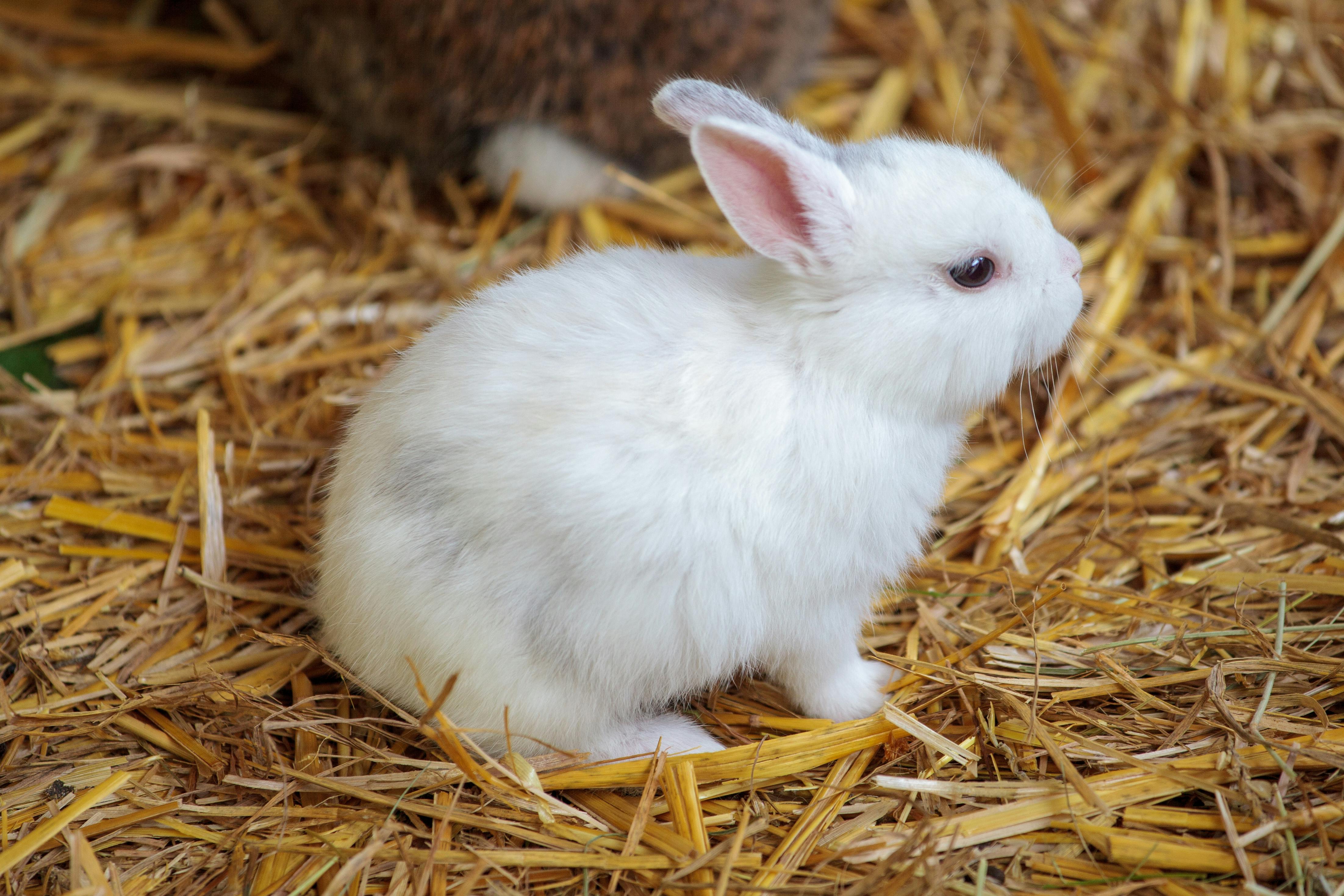 Practical Guide to Eastern Cottontail Rabbit Care in 2025