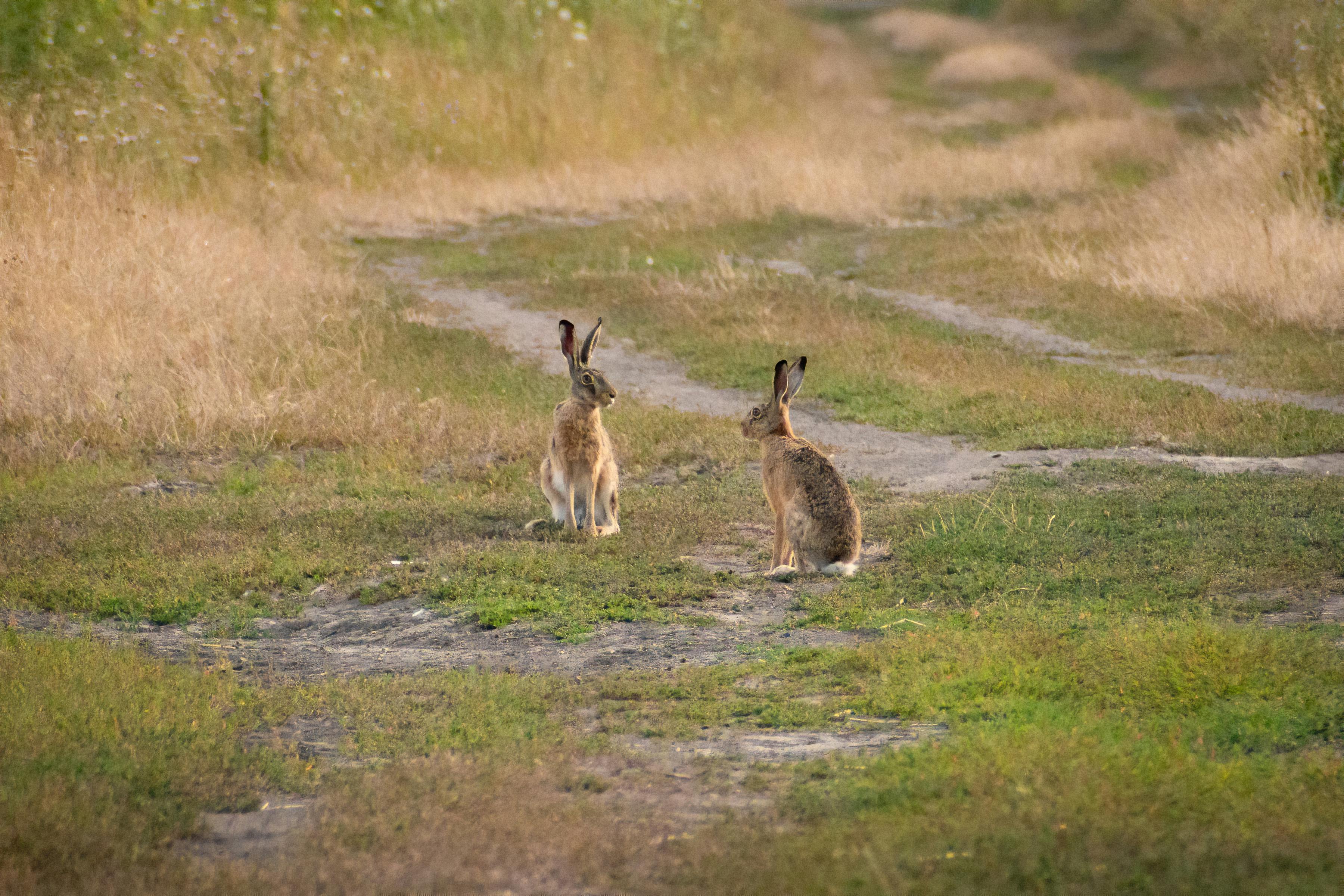 Effective Ways to Experience Seville's Rabbit in 2025 Animations