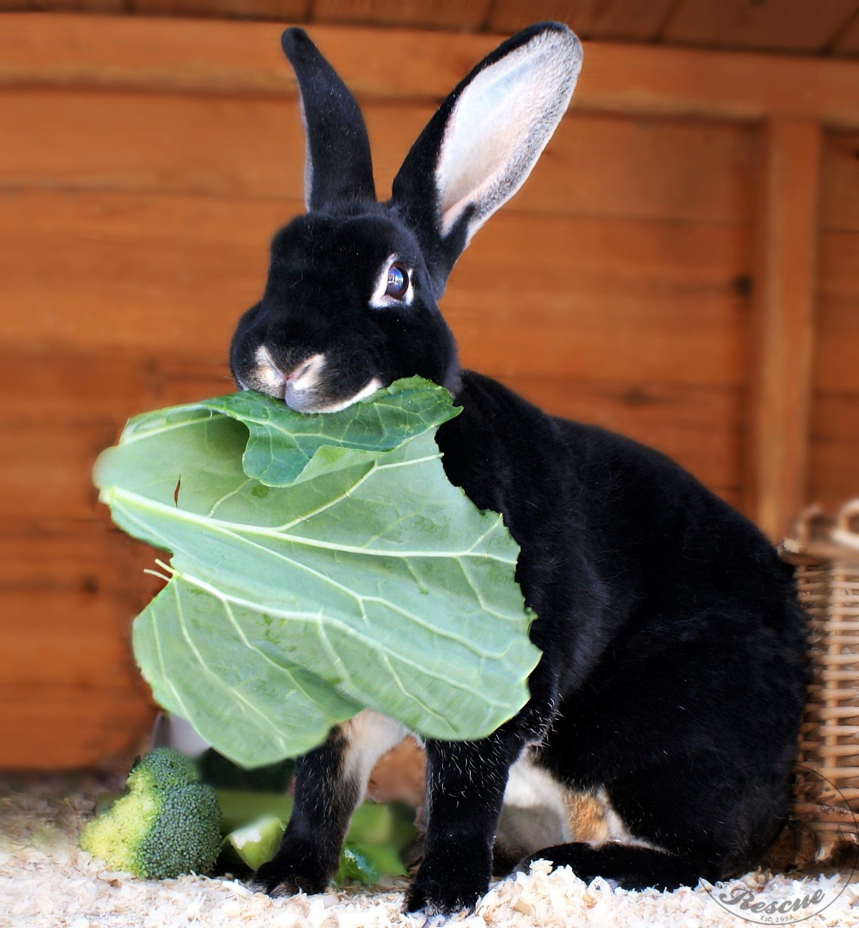 Mini Rex Rabbit