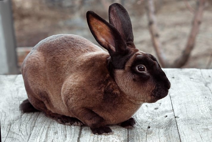 Mini Rex Rabbit