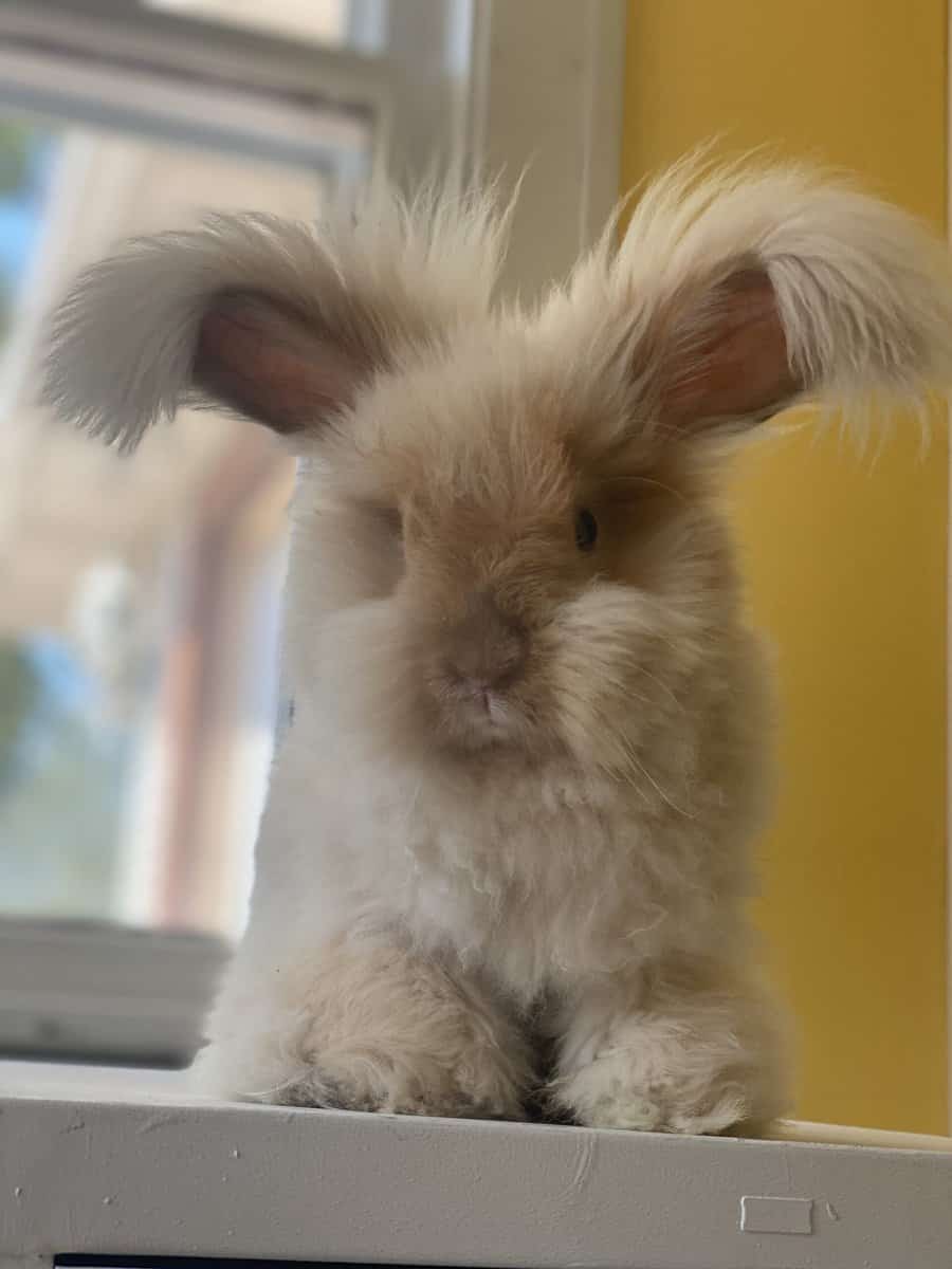 English Angora Rabbit