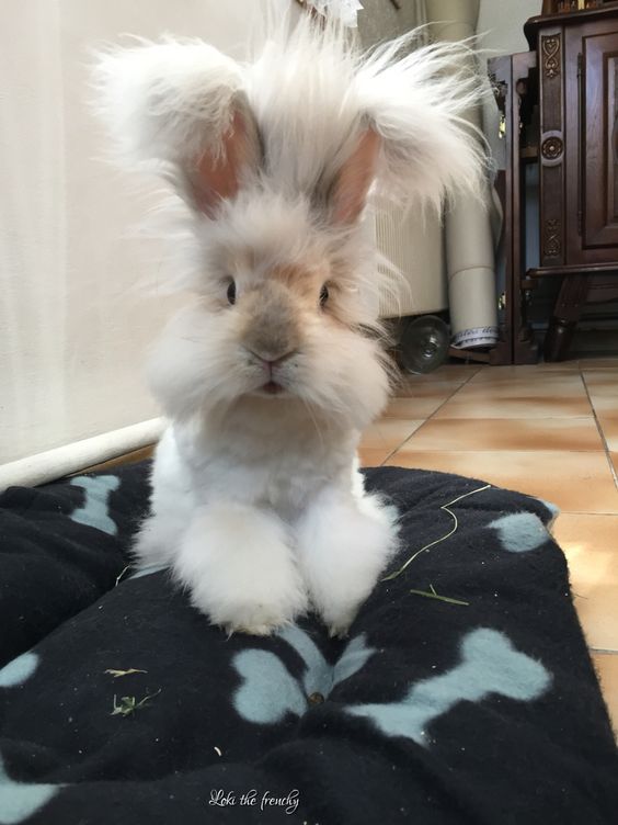 English Angora Rabbit