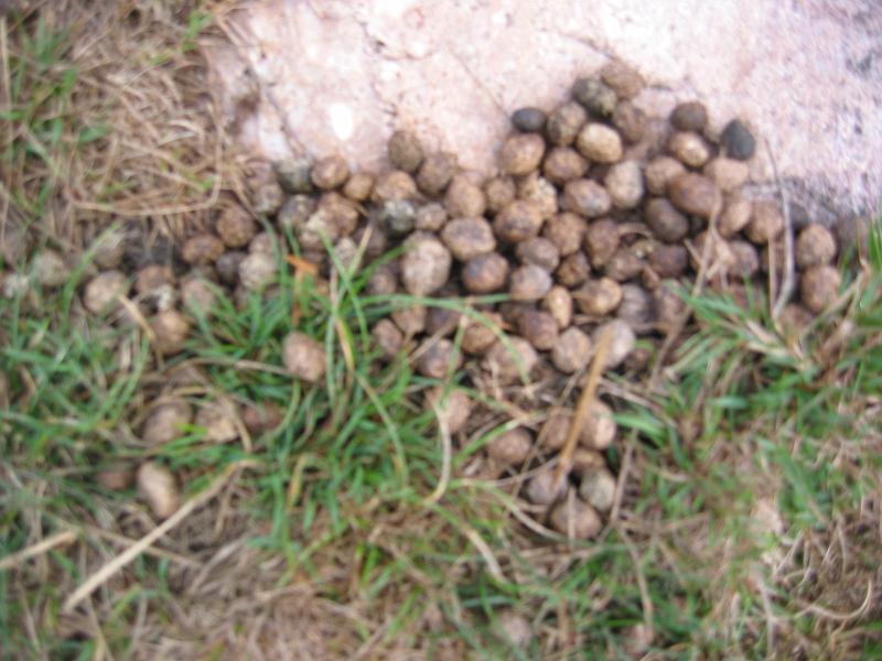 Characteristics of Rabbit Droppings