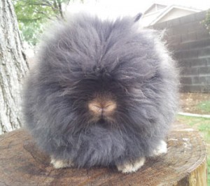 Lionhead Rabbit for Sale