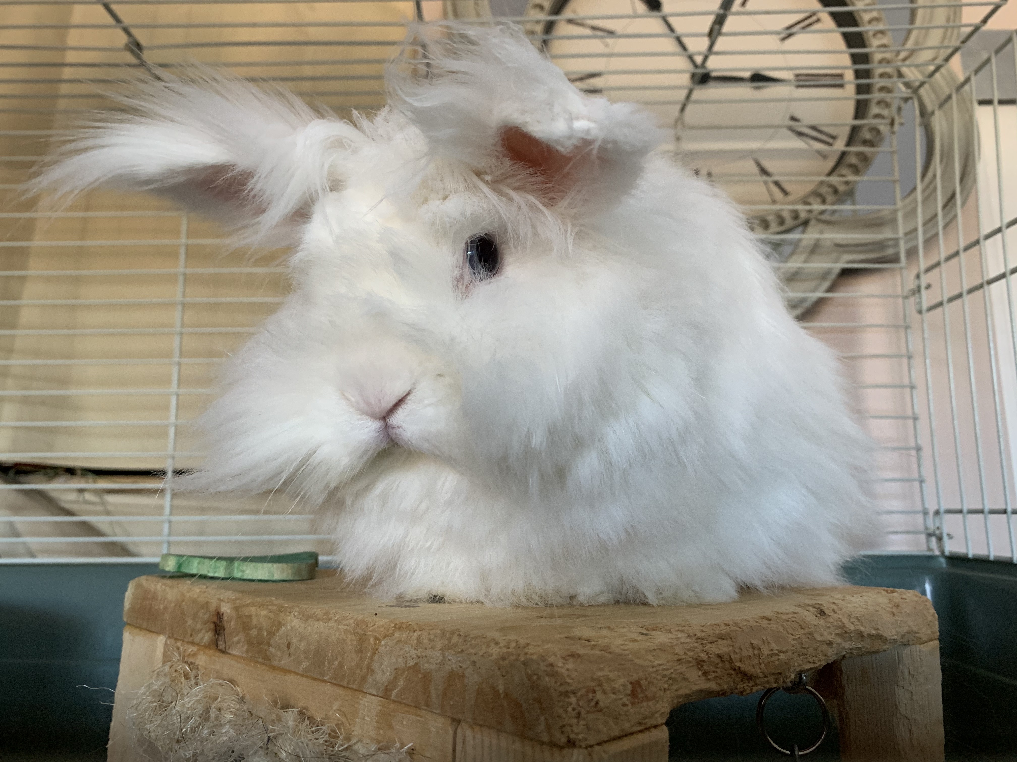 Lionhead Bunnies for Sale