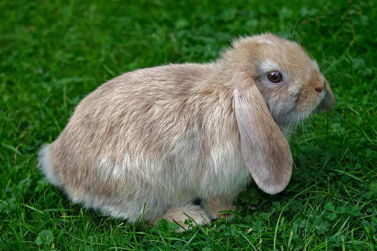 Lovely Lop Eared Rabbit