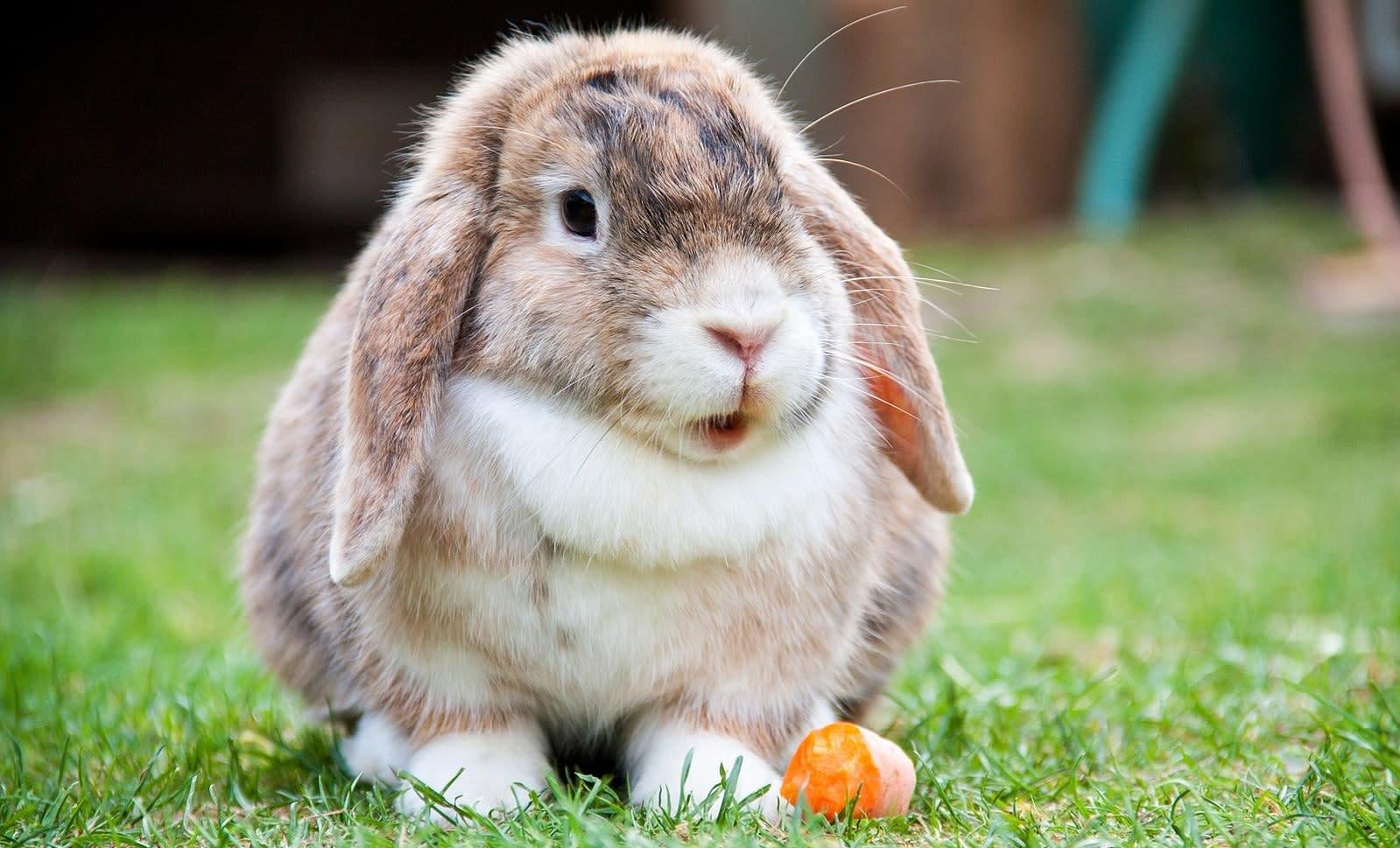 Playful Lop Eared Bunny