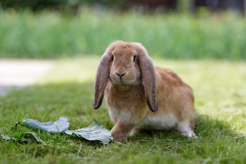 French Lop Rabbit