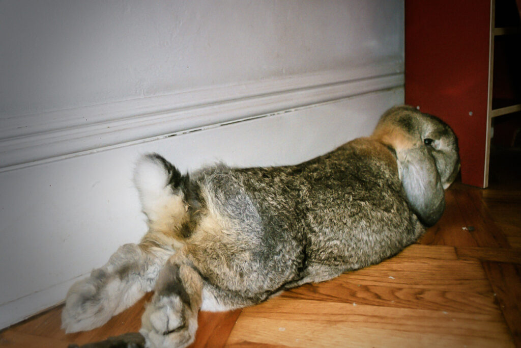 Cute French Lop Bunny