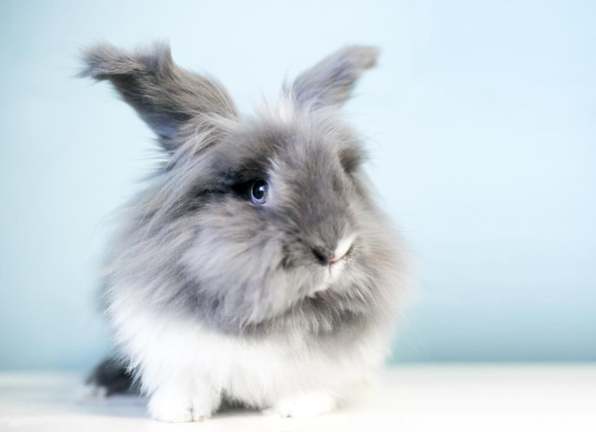 Lionhead Rabbit Lifespan