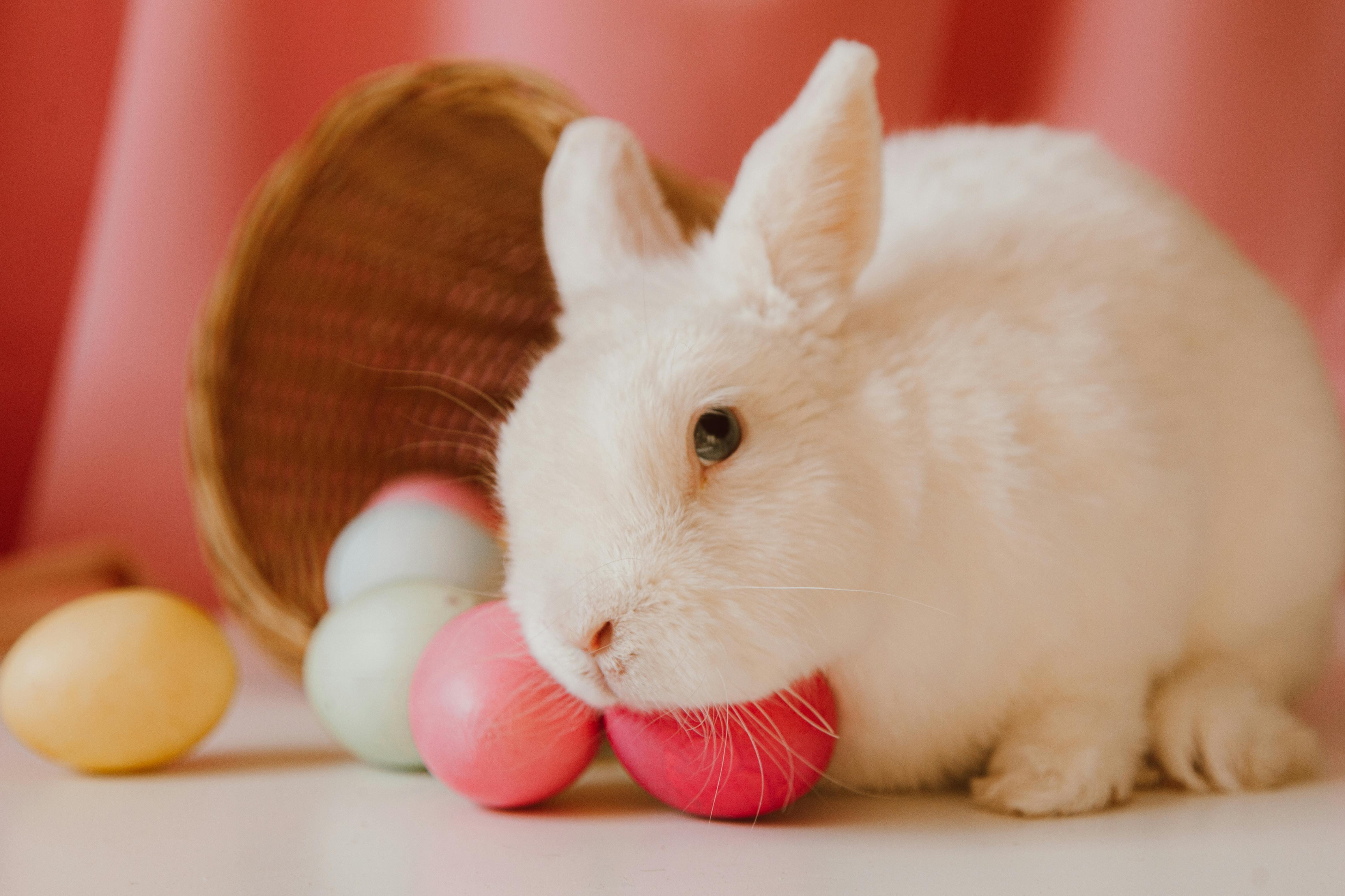 Indoor rabbit cages