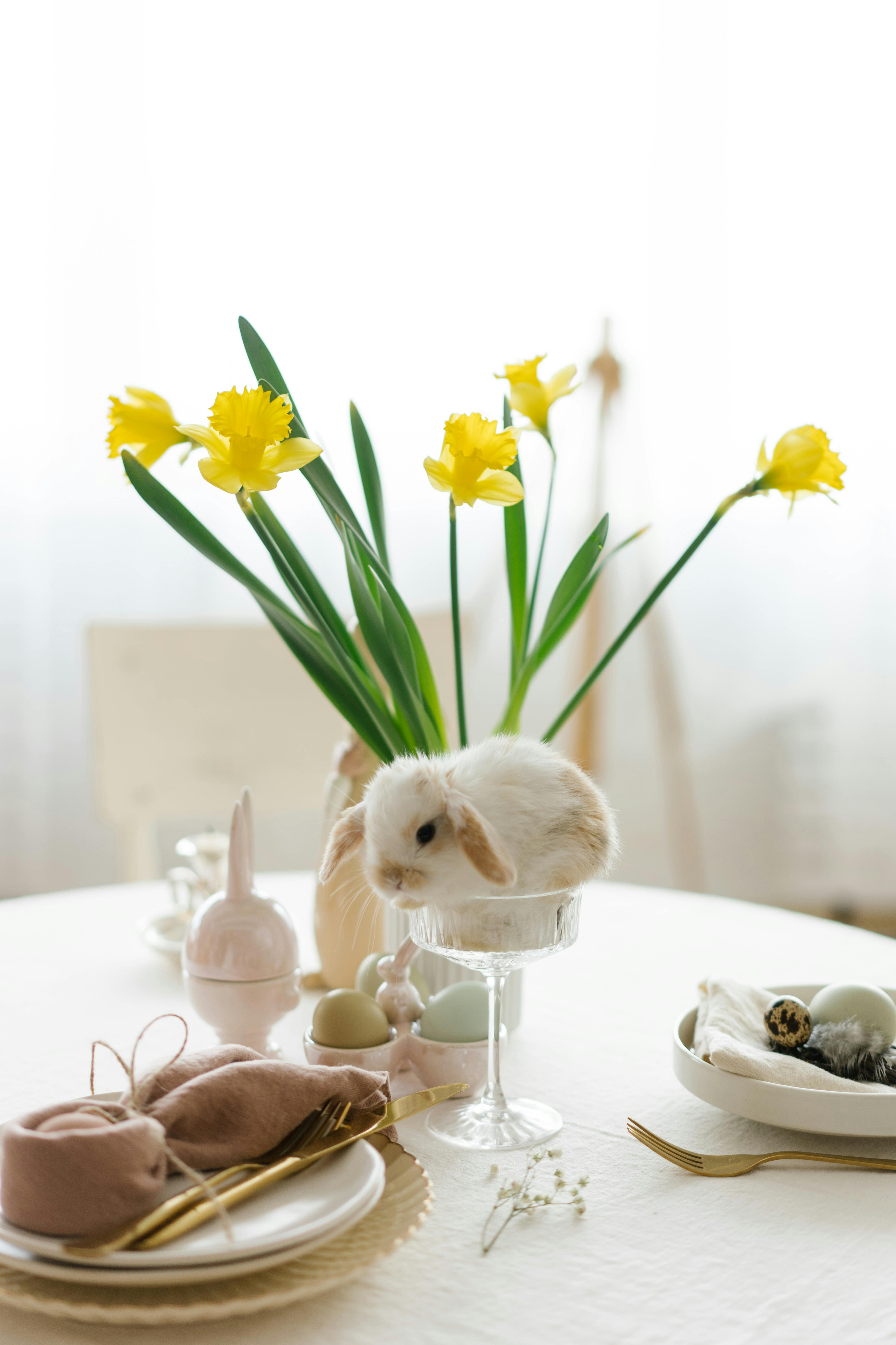 Spacious Indoor Rabbit Enclosure