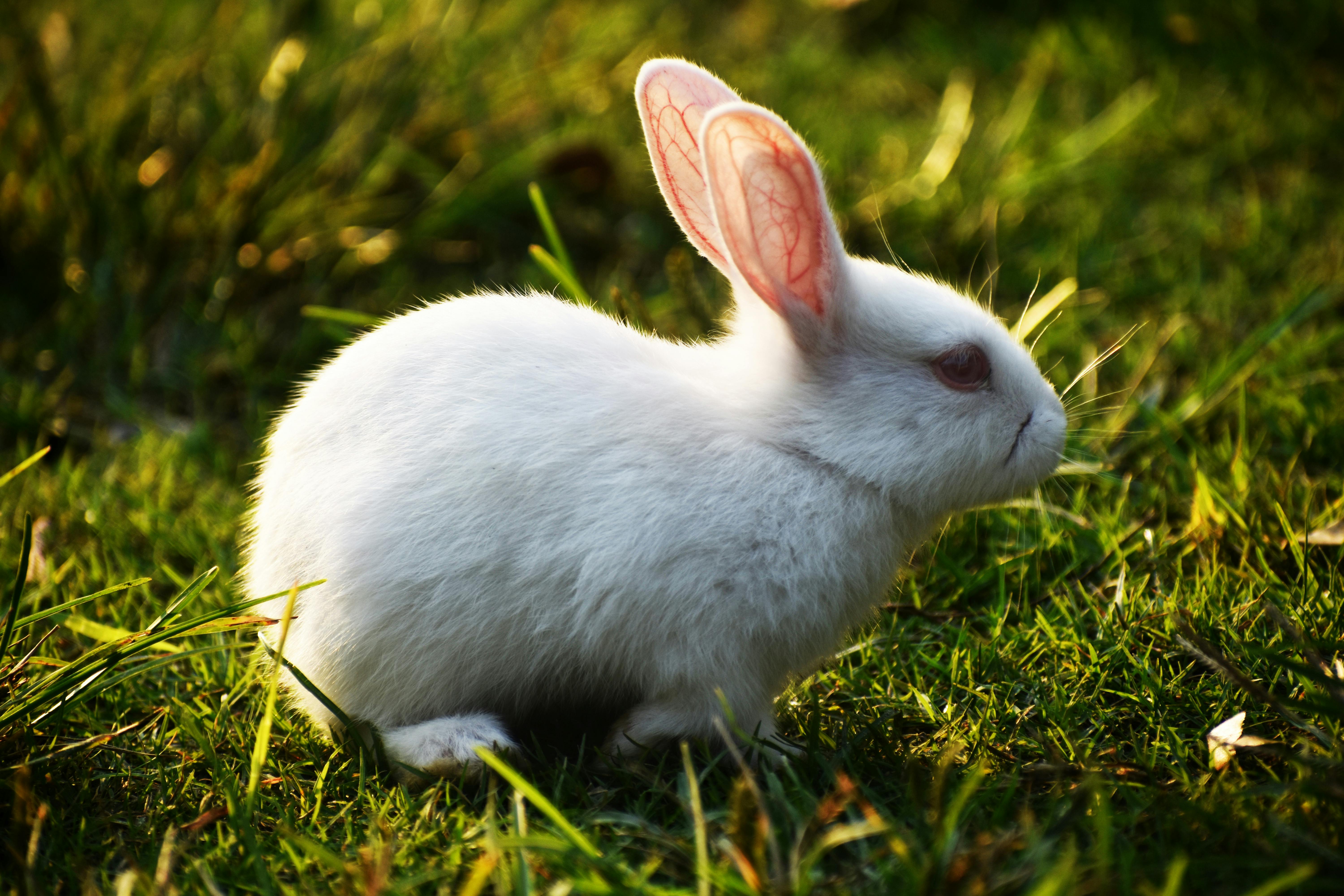 Another Perspective of Flemish Giant Rabbit