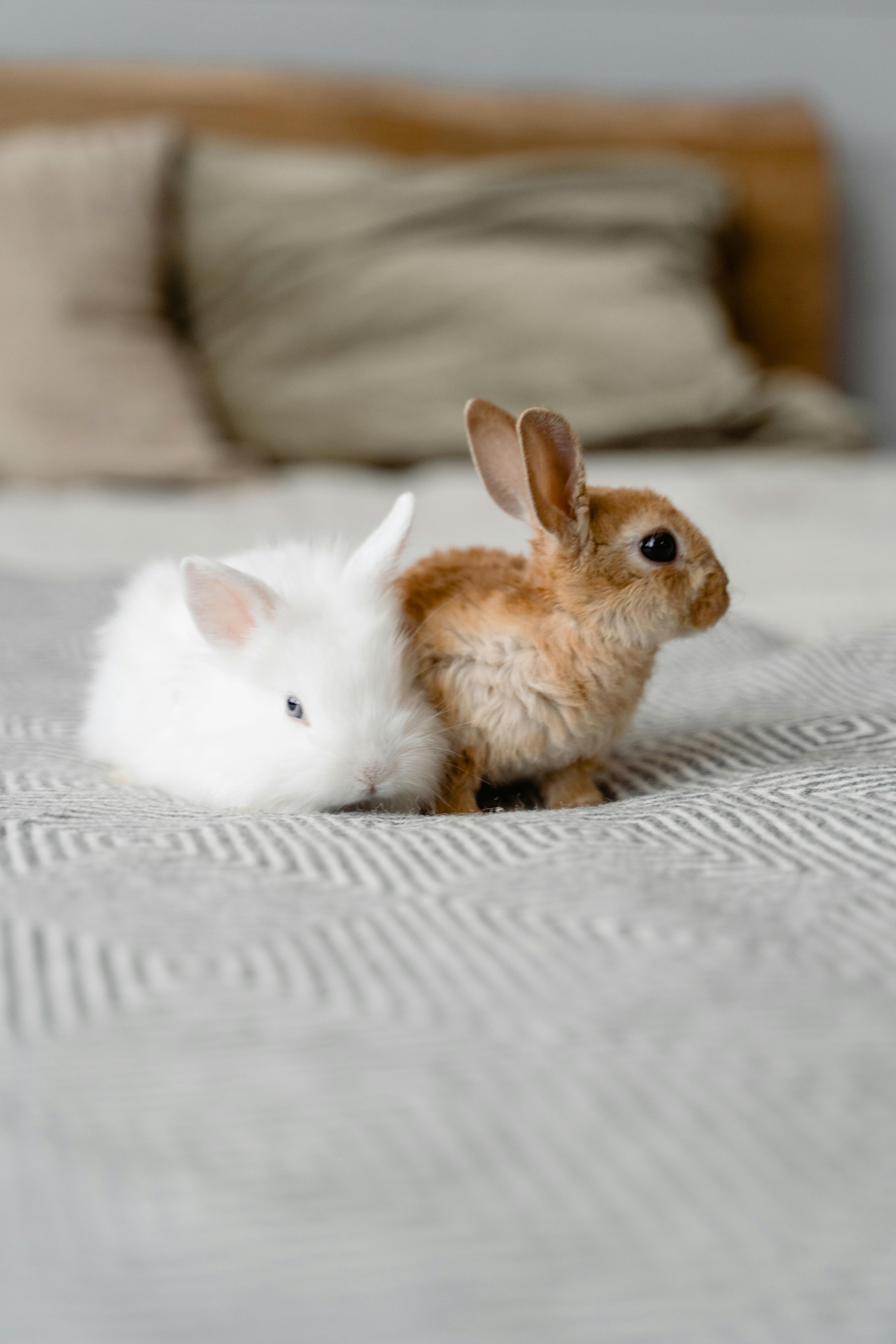 Rabbit Post-Surgery Care